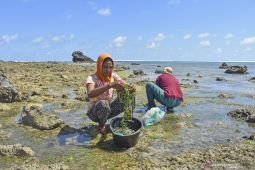 Keterbatasan bibit unggul jadi tantangan produksi rumput laut di NTB
