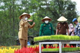 Festival Padi Banyuwangi untuk pertahankan lahan pertanian pangan berkelanjutan