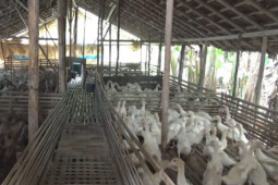Peternak Desa Hariang kembangkan budidaya itik Peking