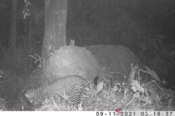 Terekamnya macan tutul Jawa di Gunung Sanggabuana jadi kabar baik
