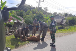 Kasus tabrak sapi belum ada solusi, Korban berjatuhan