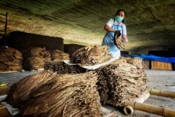 Per Agustus 2021, produksi tembakau PTPN X meningkat 204 ton
