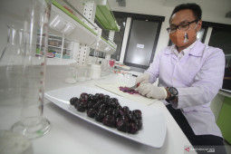 Pengolahan Buah Jamblang