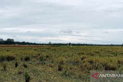 Ratusan hektare tanaman padi di Mukomuko terdampak banjir