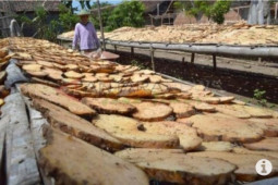 Pupuk bersubsidi bantu petani porang di Jatim