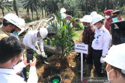 Peremajaan Sawit Rakyat tingkatkan produktivitas petani swadaya di wilayah Kabupaten