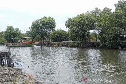 Nelayan Cirebon sulit berlabuh akibatkan ikan hasil tangkapan turun mutu