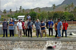 Gubernur Erzaldi pelajari teknik budidaya "Milenial Shrimp Farm"