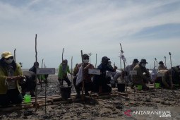 Pemkab Bangka Tengah targetkan tanam 99.000 bibit mangrove