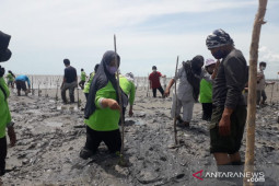 BPDAS Babel intensifkan program rahabilitasi mangrove