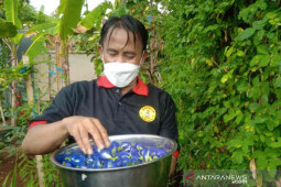Pemkab Kuningan gandeng petani milenial kembangkan pemasaran