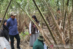 Salak pondoh Sabang berpotensi jadi ladang ekonomi baru bagi warga