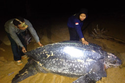 Penyu terbesar di dunia muncul di Pantai Paloh