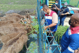 Kilang Pertamina Internasional Kasim lindungi rusa dan kasuari