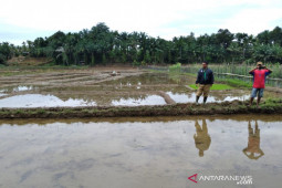 Mukomuko siapkan stok pestisida untuk tanggulangi hama