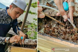Warga HSU budidaya Madu Kelulut