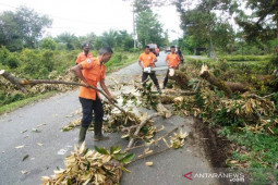 Badai tumbangkan pohon di Aceh Barat, begini upaya BPBD