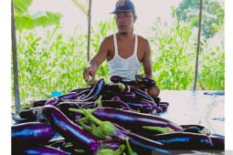 Harga terong turun, Petani di Palas lemas
