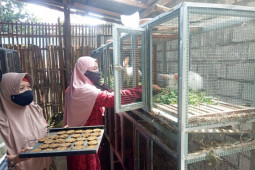 KUBE di Kota Kediri buat biskuit biosuplemen untuk pakan kelinci