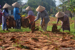 Upah Harian Buruh Tani