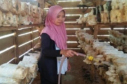 Survive di masa Pandemi, Alumni Polbangtan Kementan raup untung dari usaha jamur tiram
