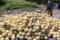 Hasil Panen Buah Melon Menurun