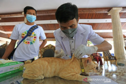 Vaksin rabies gratis di Indramayu