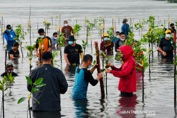 Presiden ikut "nyebur" tanam bakau bersama masyarakat