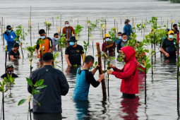 Jokowi ikut "nyebur" tanam bakau bersama warga