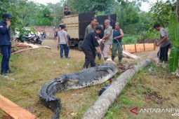 BKSDA Jambi evakuasi 11 buaya dari tempat penangkaran tak terurus