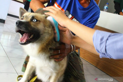 Vaksinansi Rabies Gratis di Malang