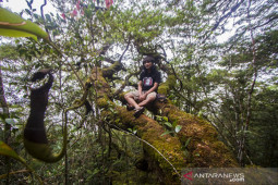 Pemprov Kalsel bangun jejaring untuk pemberdayaan kawasan hutan