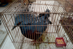 31 satwa dilindungi korban perdagangan ilegal mati, ada yang dari Maluku