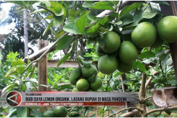 Budi daya lemon organik, ladang rupiah di masa pandemi