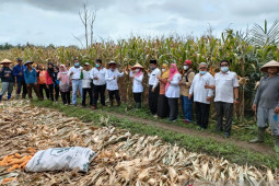 Mukomuko dorong petani integrasikan jagung-sawit