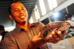 Peneliti BRIN sebut ikan gabus kaya protein dan senyawa bioaktif