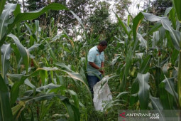 BPS: Kenaikan NTP Babel 0,34 persen terendah di Sumbagsel
