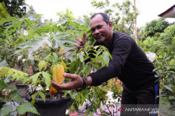 Mitra Binaan PT Timah kembangkan tanaman buah dalam pot