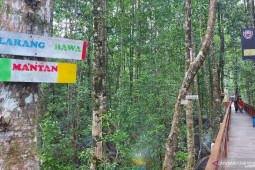Masuk ekowisata mangrove Pomako Mimika dilarang bawa mantan