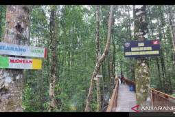 Dilarang bawa "mantan "di ekowisata mangrove Pomako Mimika