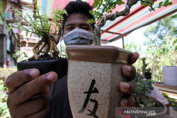 Usaha bonsai bangkit di tengah pandemi