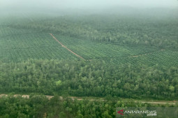 Cerita Kaka Slank melintasi hutan Papua dari udara