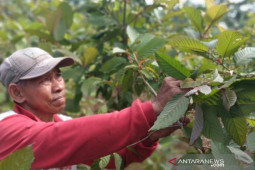 (Mencari) Jalan tengah untuk kratom