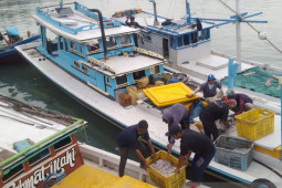 Produksi ikan di PPN Sungailiat sebesar Rp13.3 miliar