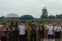 Bengkayang miliki andil 60 persen produksi jagung di Kalimantan Barat
