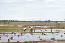 PT Pertani pasok benih padi sebanyak 25.203 ton hingga Oktober 2021