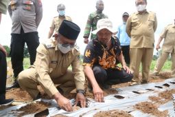 Pasar ekspor bagus, Petani Banyuwangi mulai budi daya porang