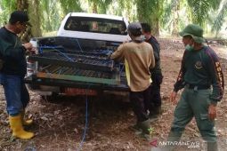 Beruang madu masuk kebun di Mukomuko, BKSDA pasang perangkap satwa