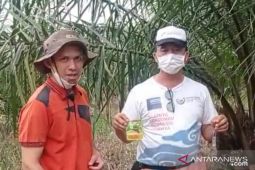 Pemkab Bangka dorong petani tanam sawit bekas tambang