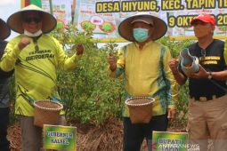 Gubernur Kalsel panen cabai rawit hiyung di Tapin